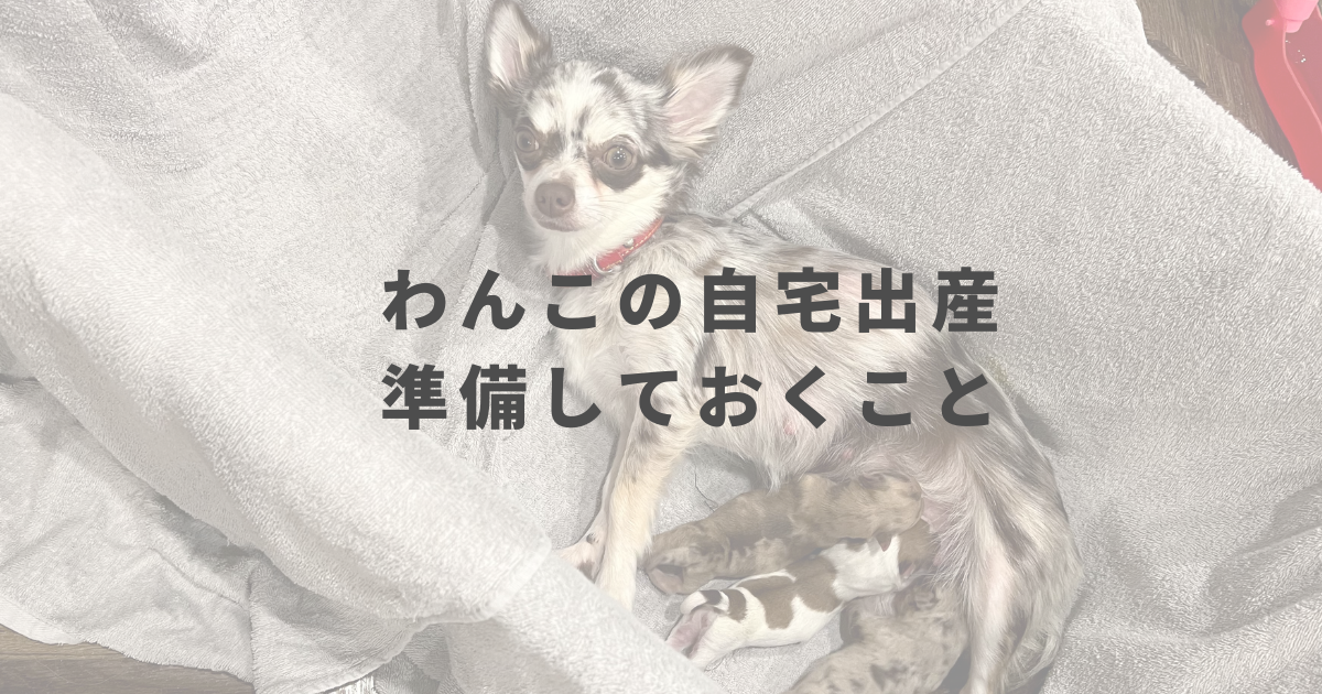 犬の自宅出産で準備しておくこと