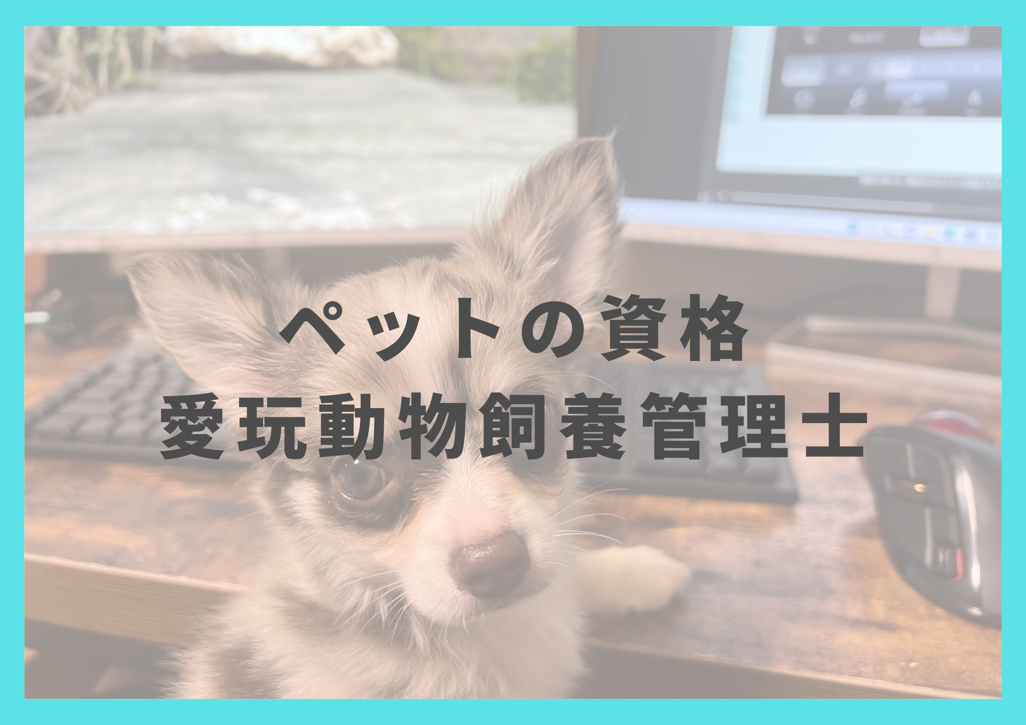 愛玩動物飼養管理士の取得に必要なステップを紹介！