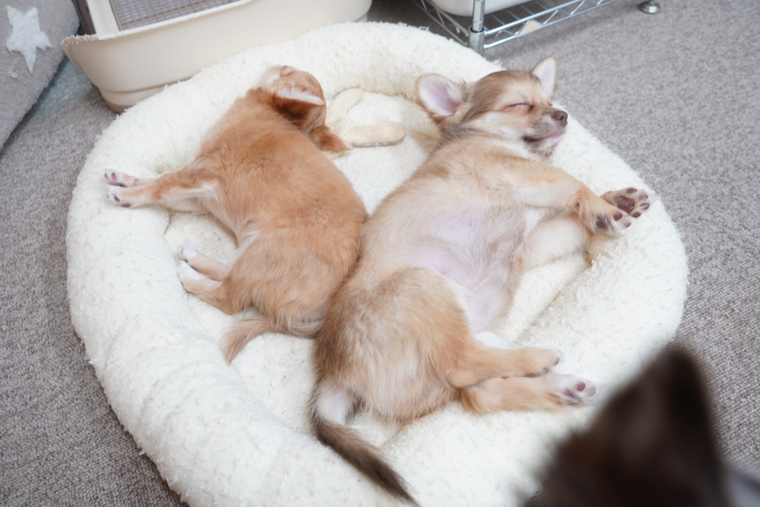 犬8匹と暮らすために投資して良かったもの7選｜お金をかけて後悔しなかったこと