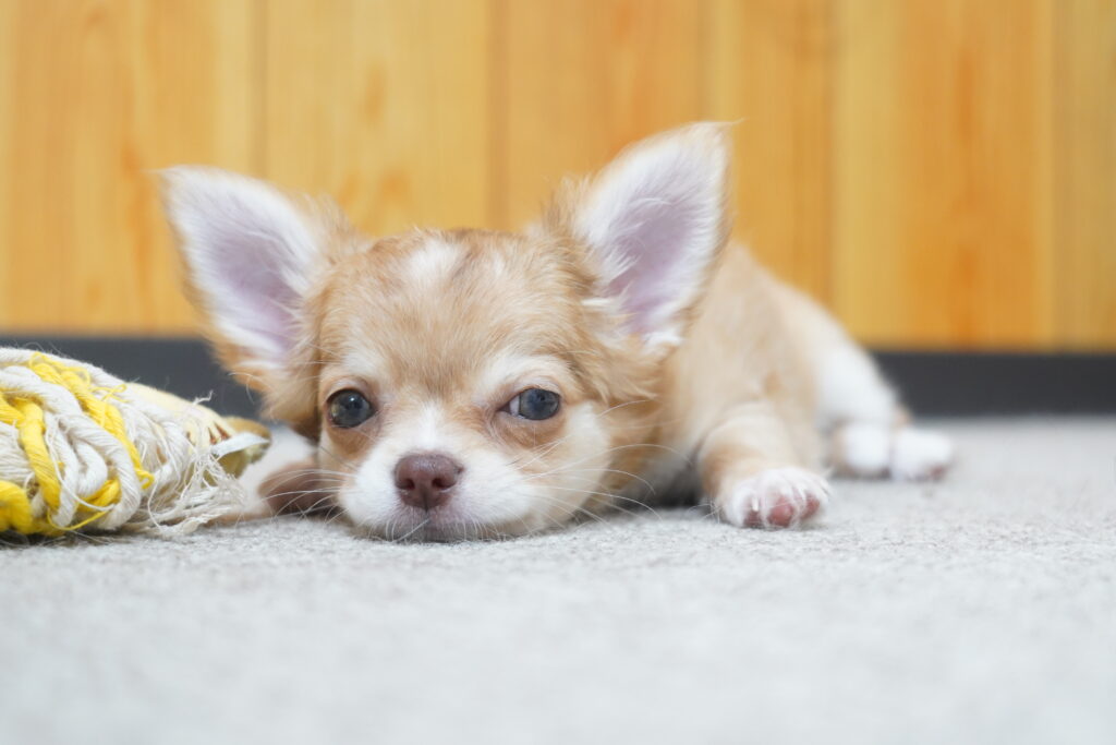 おもちゃで遊び疲れたあとの子犬