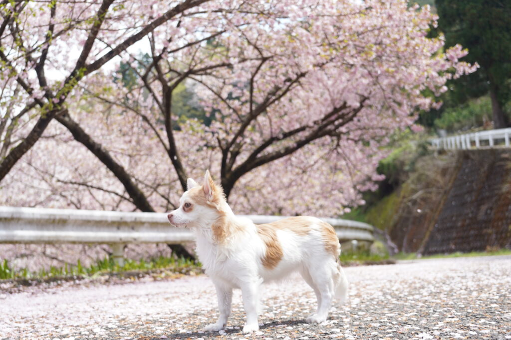 桜の絨毯の上で見つめるチワワ