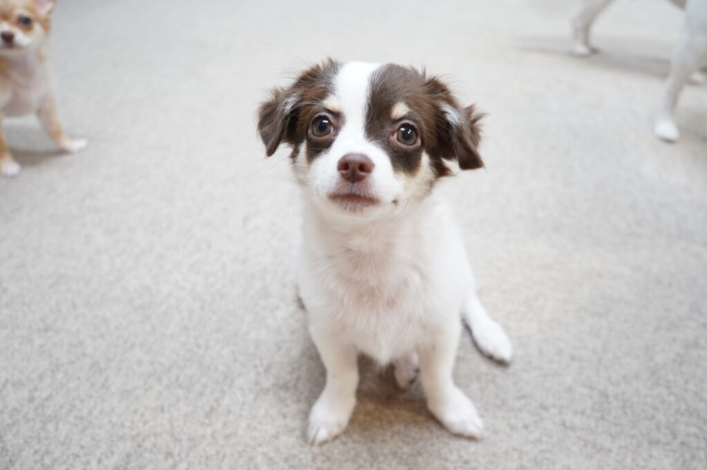 カメラ目線の犬