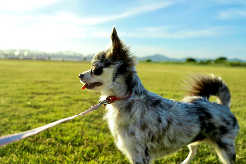 自然あふれる公園で撮影した犬の写真