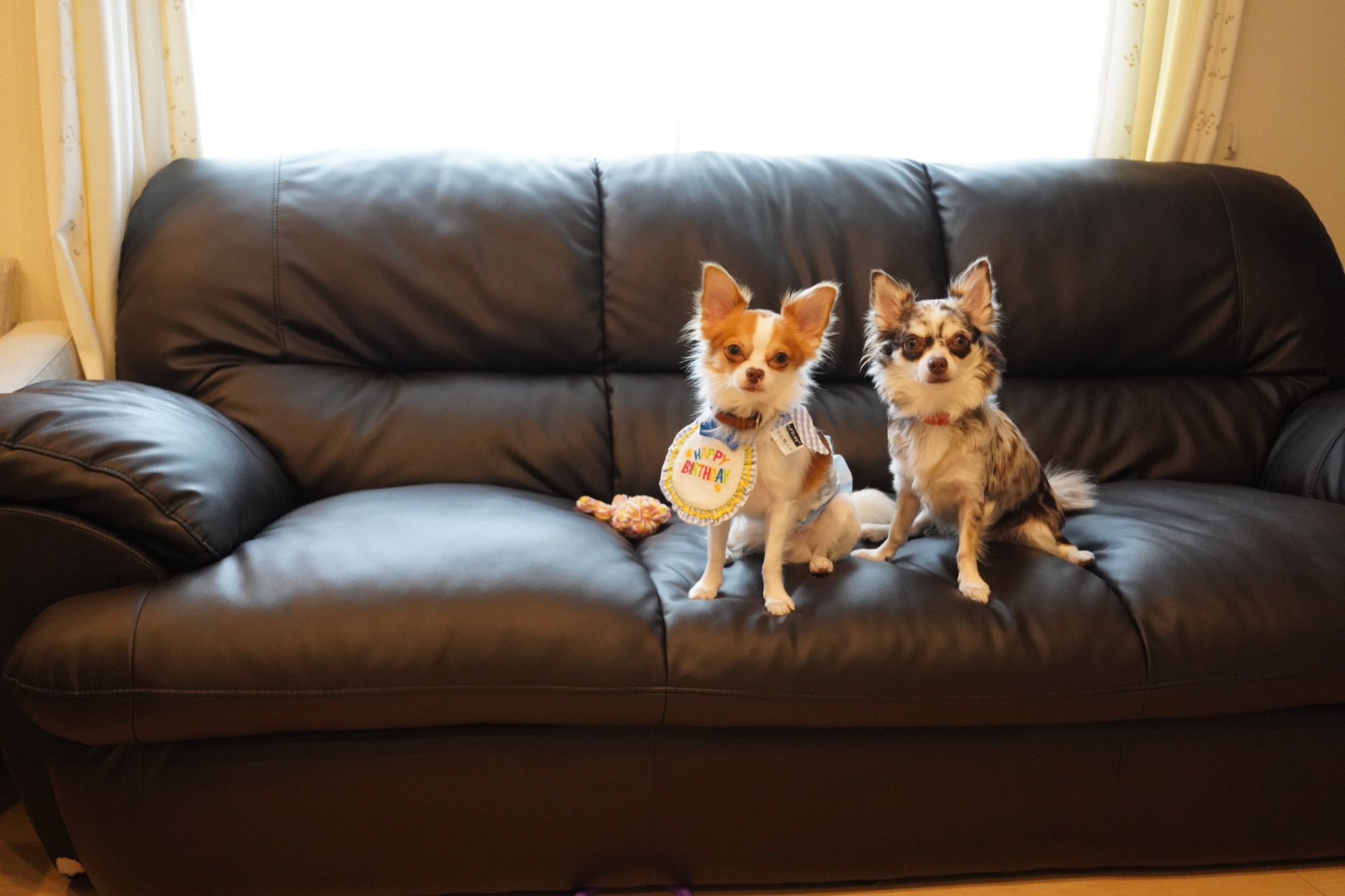 犬8匹と暮らす我が家がSwitchBotを導入して変わったこと｜もっと早く使えばよかった