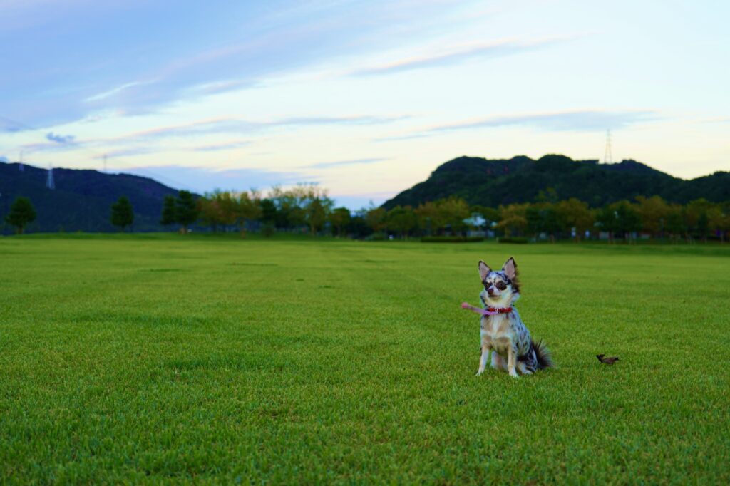 芝生の上で遠くをみつめるチワワ