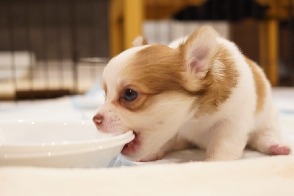 お皿をかむ子犬