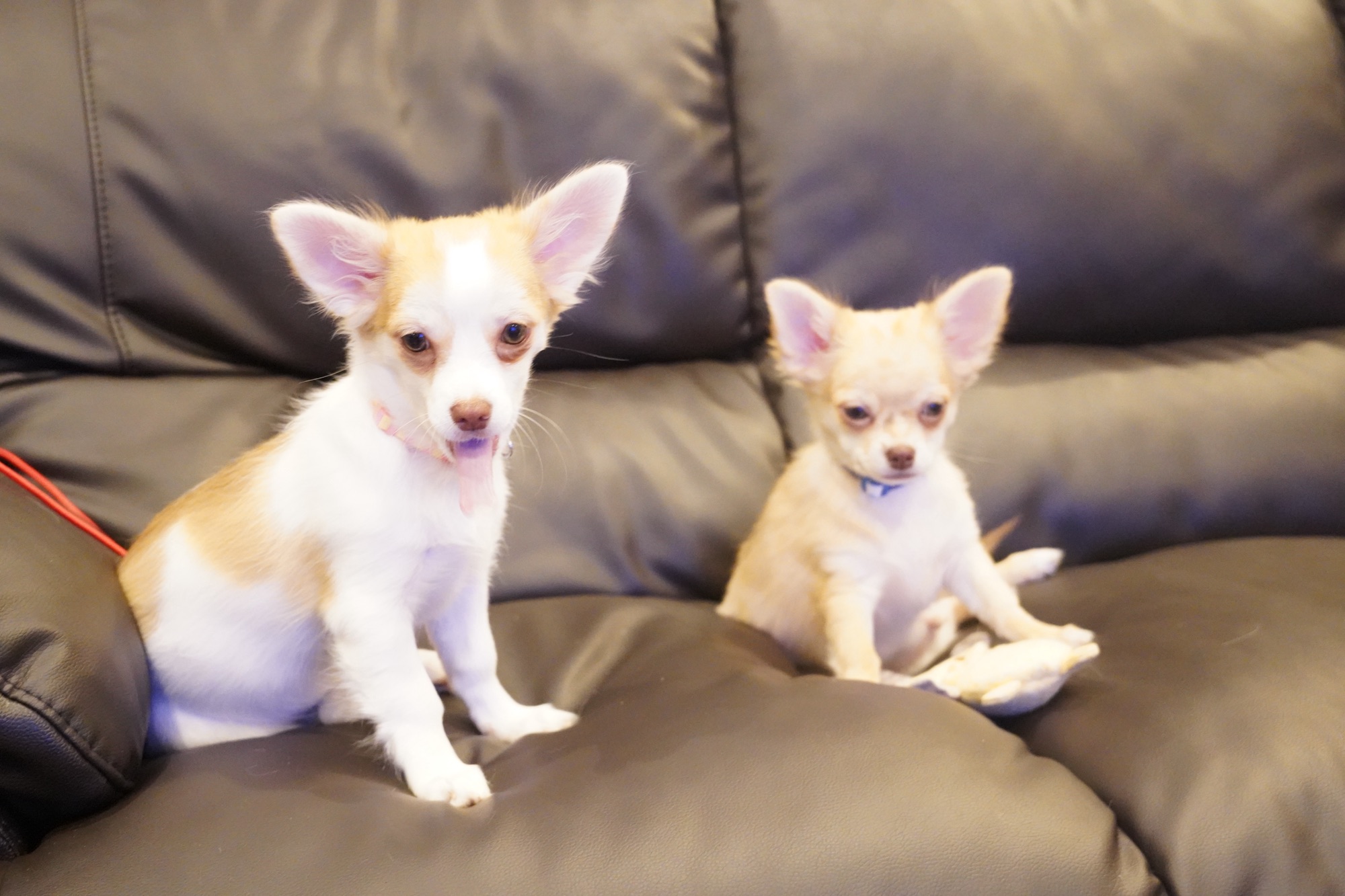 多頭飼いのメリット・デメリット｜8匹飼って分かったリアル