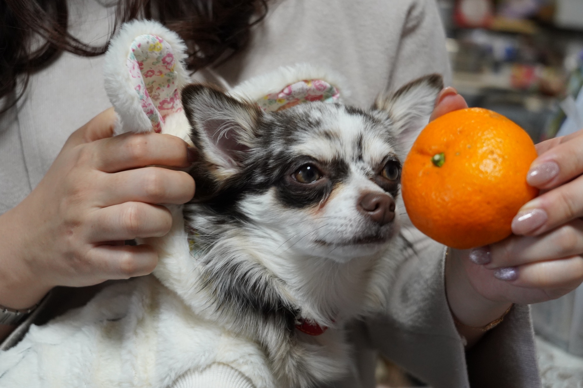 多頭飼いでやってはいけないこと5つ｜8匹飼って分かった注意点