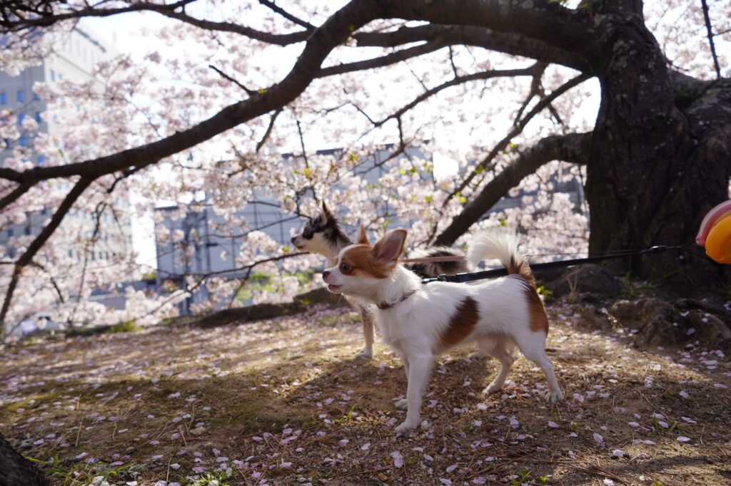 桜とチワワ