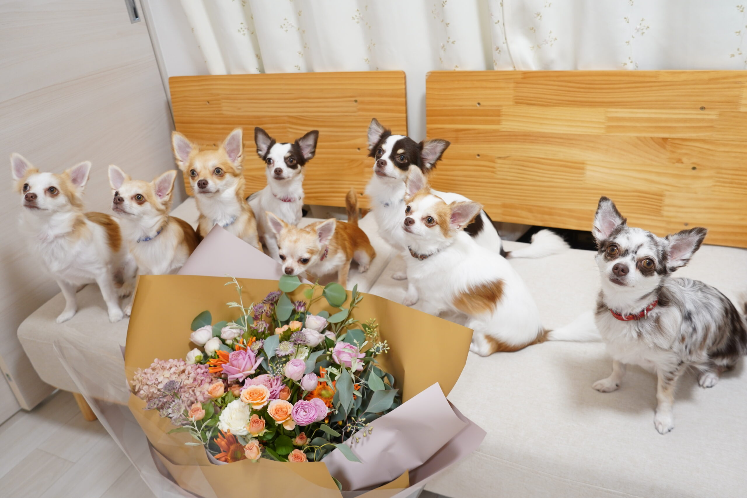 犬8匹の多頭飼い、1ヶ月にかかる費用をリアルに公開します