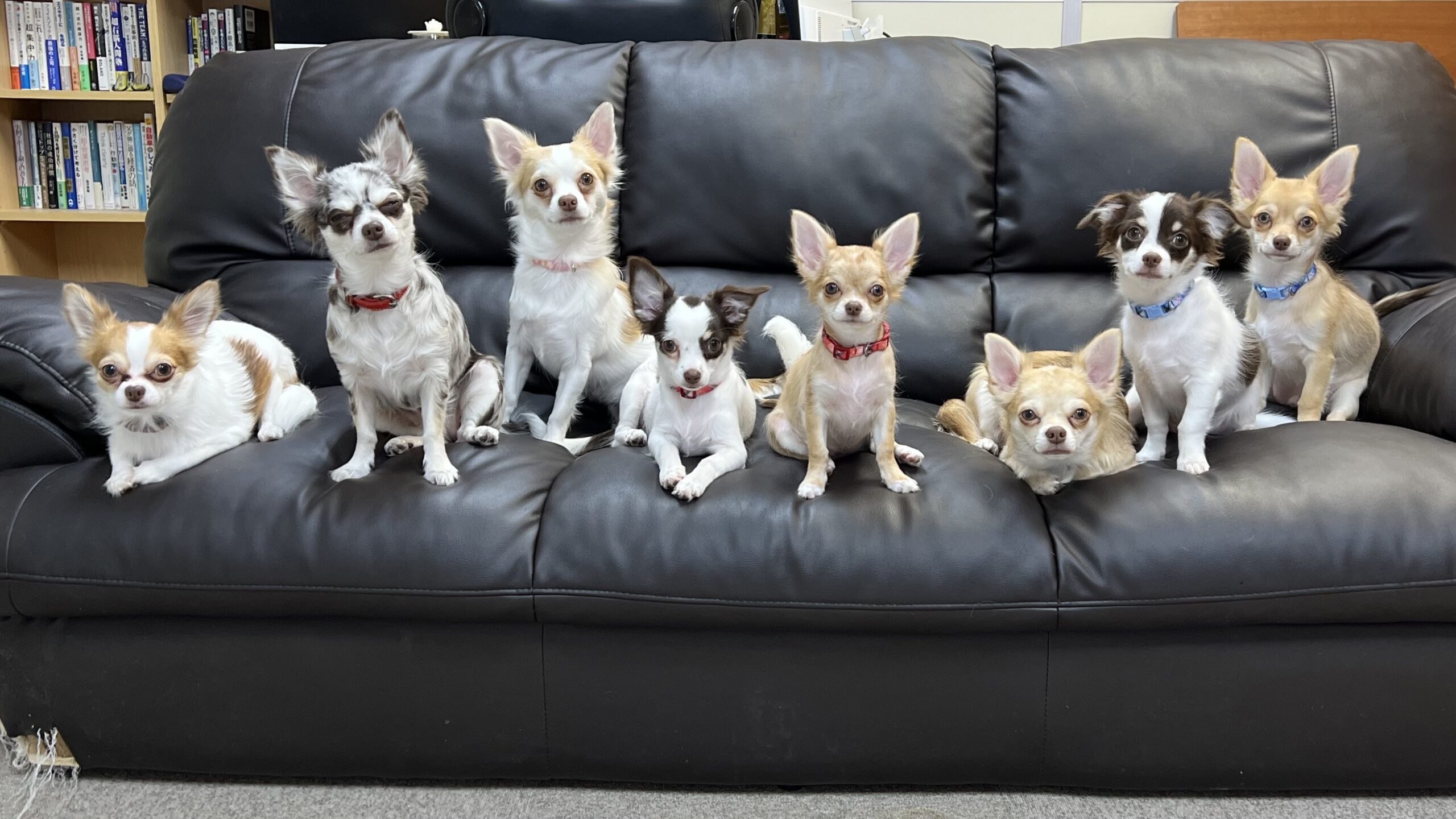 犬8匹飼って分かった｜本当に買ってよかったペット用品5選