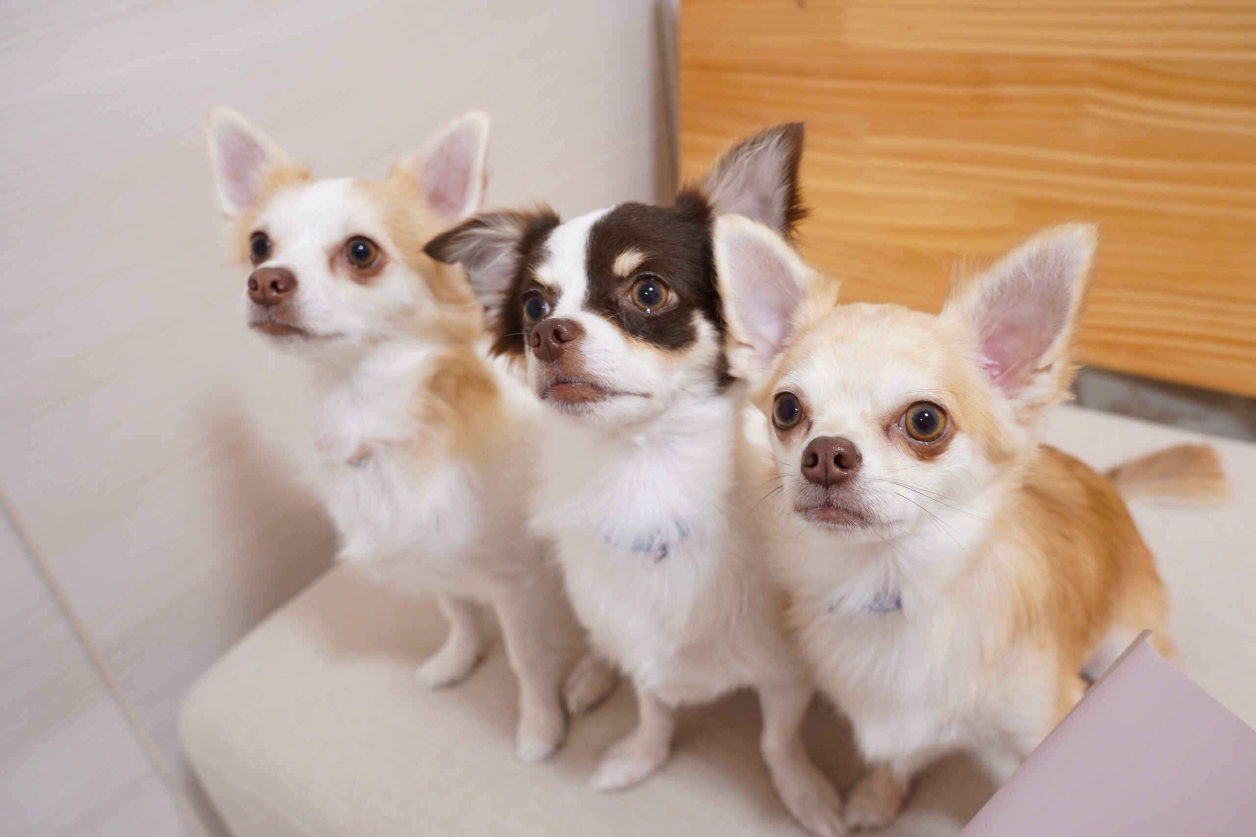 多頭飼いで留守番が心配な理由5つ｜不安を減らす具体策も解説