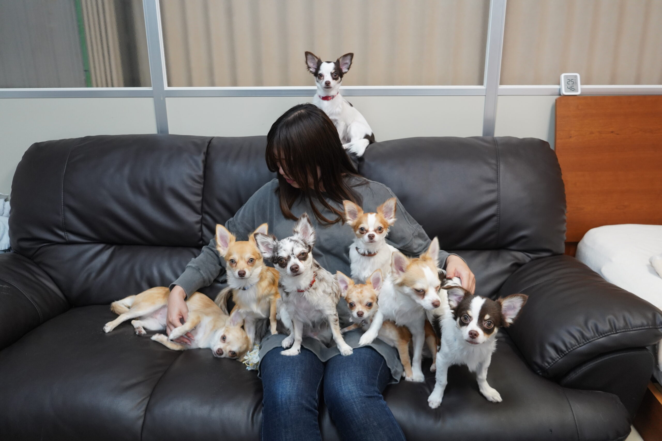 多頭飼いに向いてる人・向いてない人｜8匹飼って分かったリアルな違い