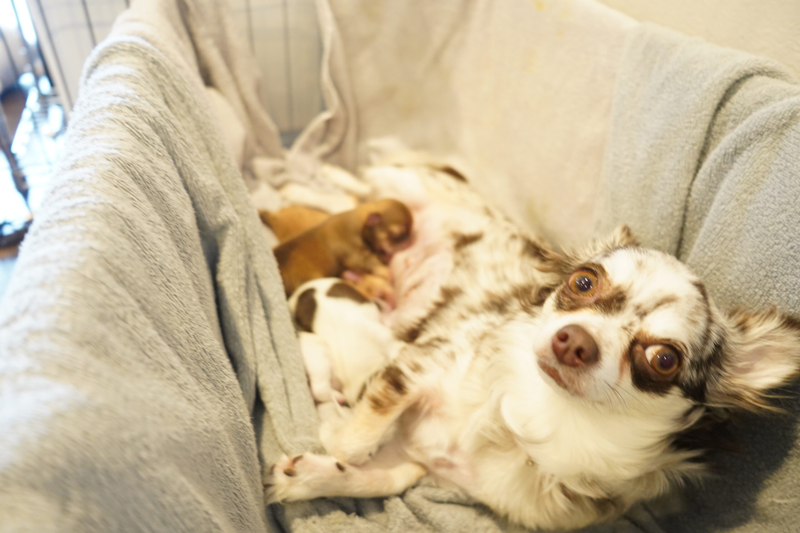 犬の自宅出産の流れ｜4匹の子犬が産まれるまでを実体験で紹介